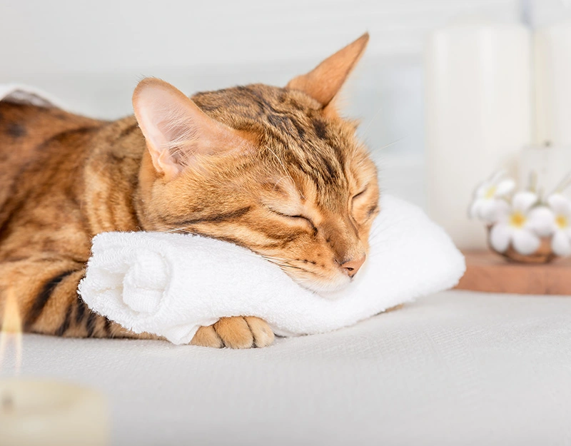 Die erste Osteopathie Behandlung besteht aus Diagnose und Entspannen wie diese getigerte Katze symbolhaft zeigt