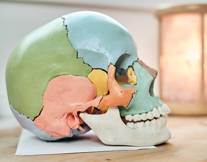 Osteopathie Behandlung ist eine ganzheitliche Methode wie dieser künstliche menschlicher Schädel mit farbigen Details darstellt